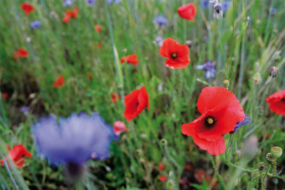 Mecklenburg Landschaft Kornblume Mohnblume